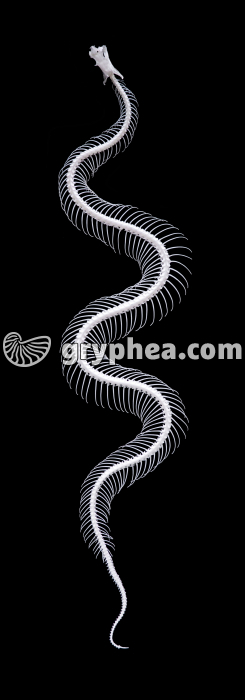 Squelette de Vipère - gryphea.com